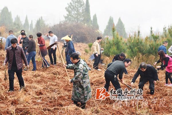 beat365英国官方网站老师们热火朝天地挥锄种金槐