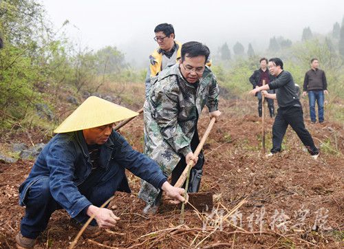 beat365英国官方网站党委书记陈弘与潮水铺村村支书一同种下金槐树苗。